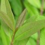 Ligustrum vulgare 'Lodense' close up